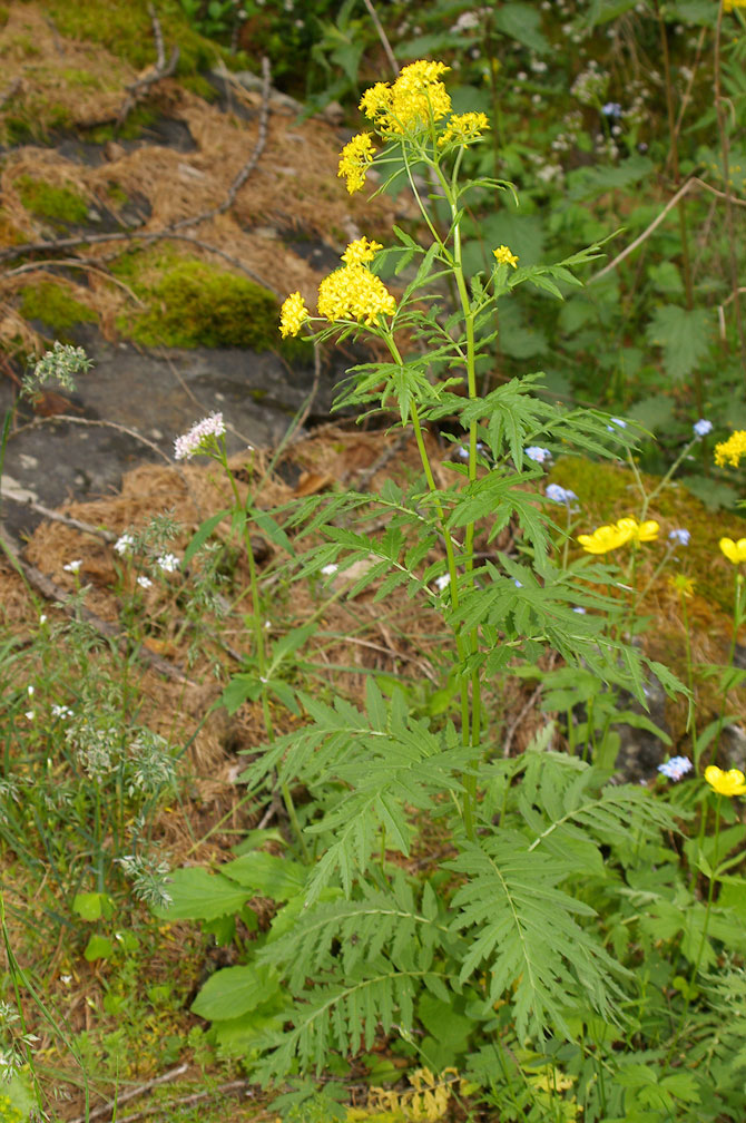 Hugueninia tanacetifolia/Hugueninia comune